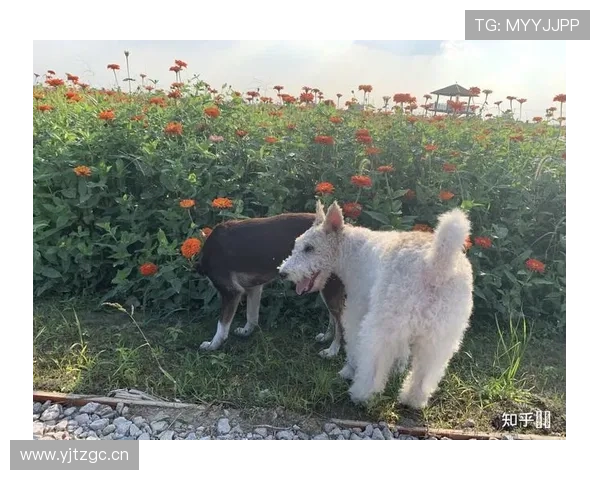 杨千霖家的狗都比你我活得精致